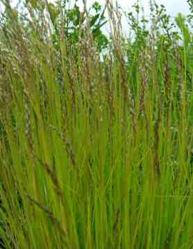 Deschampsia flexuosa "Tatra Gold" grass